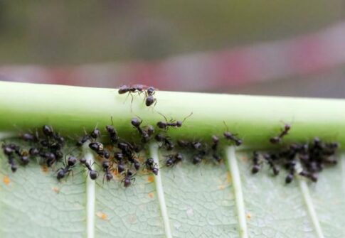 كيفية القضاء على النمل