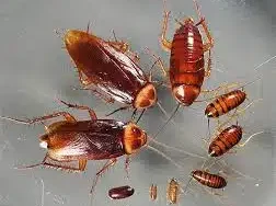 طرق التخلص من الصراصير
