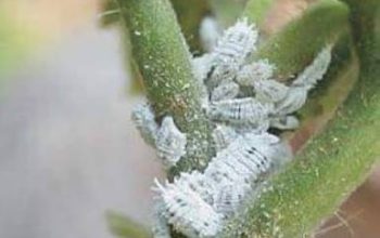 حشرة البق الدقيقي على النباتات