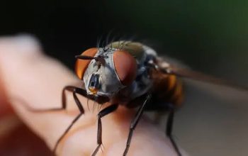 مكافحة الذباب في الشركات