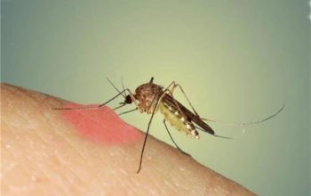 التخلص من الناموس في غرفة النوم