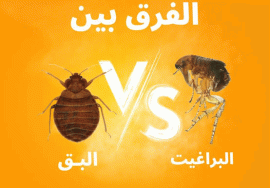 الفرق بين لدغات البراغيث وبق الفراش