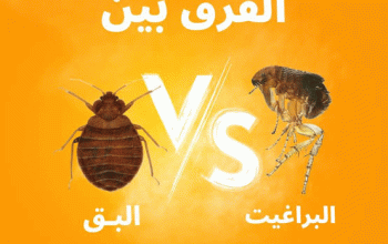 الفرق بين لدغات البراغيث وبق الفراش