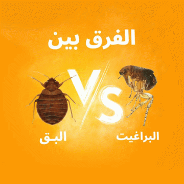 الفرق بين لدغات البراغيث وبق الفراش
