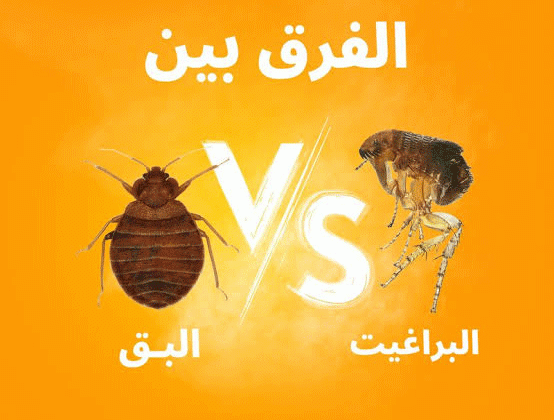 الفرق بين لدغات البراغيث وبق الفراش