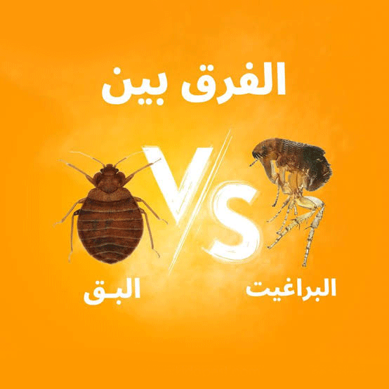 الفرق بين لدغات البراغيث وبق الفراش