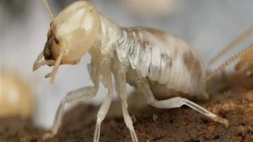 علاج النمل الأبيض