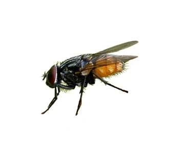 حماية المنزل من الذباب صيفاً
