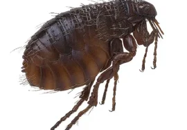 أسباب ظهور البراغيث بالبيت
