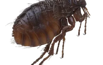 أسباب ظهور البراغيث بالبيت