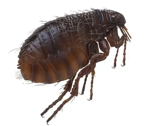 أسباب ظهور البراغيث بالبيت