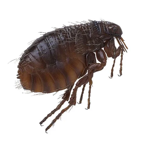 أسباب ظهور البراغيث بالبيت
