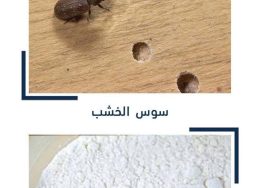 سوس الخشب وثقوب الأثاث وسوس الأرز داخل الحبوب