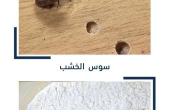 سوس الخشب وثقوب الأثاث وسوس الأرز داخل الحبوب