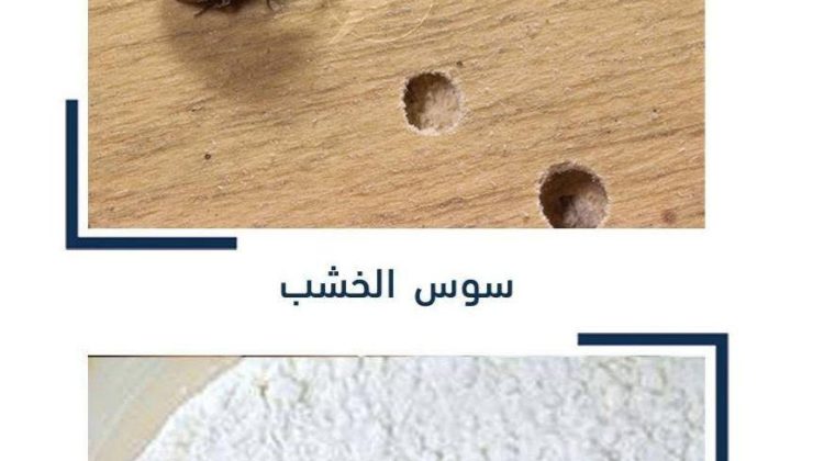 سوس الخشب وثقوب الأثاث وسوس الأرز داخل الحبوب