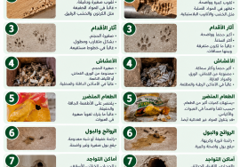 لامات وآثار وجود الجرذان والفضلات في المنزل