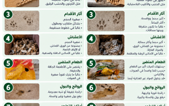 لامات وآثار وجود الجرذان والفضلات في المنزل