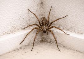 عنكبوت داخل المنزل على خيوطه في زاوية الغرفة