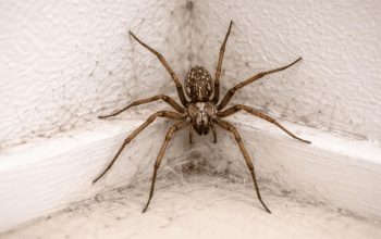 عنكبوت داخل المنزل على خيوطه في زاوية الغرفة