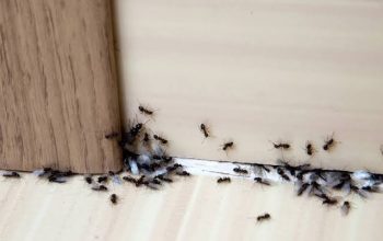 تجمع النمل بكثرة في المطبخ والبيت