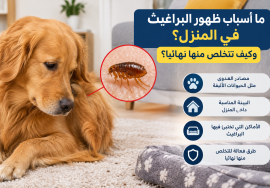 البراغيث في المنزل وأسباب ظهورها وطرق التخلص منها