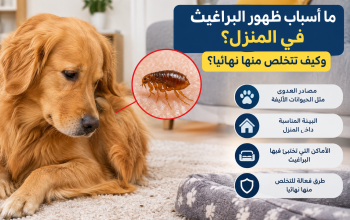 البراغيث في المنزل وأسباب ظهورها وطرق التخلص منها