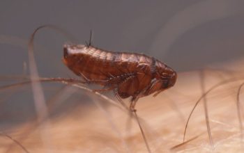 طرق القضاء على البراغيث في الفراش والوسائد بضمان تام